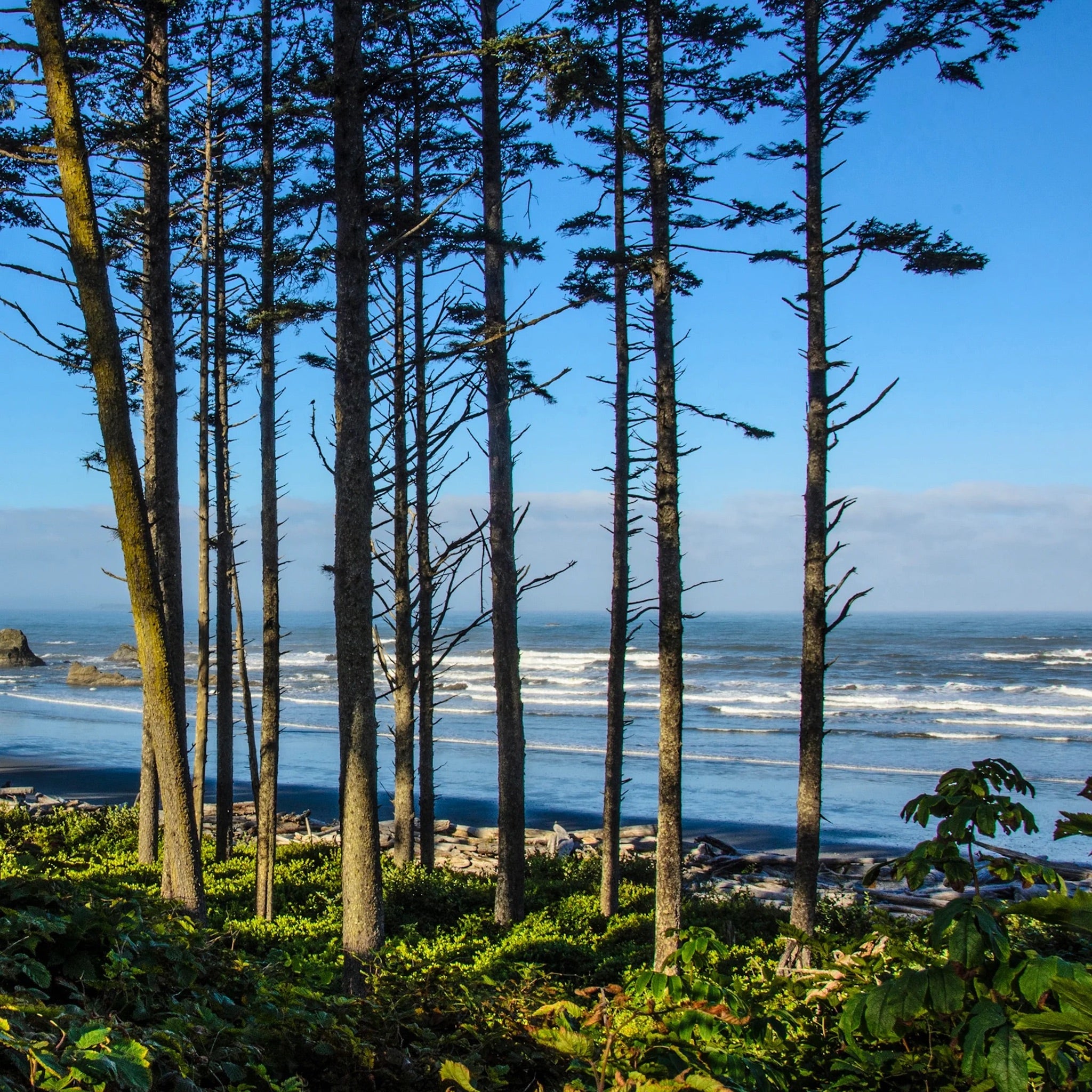 Coastal Forest