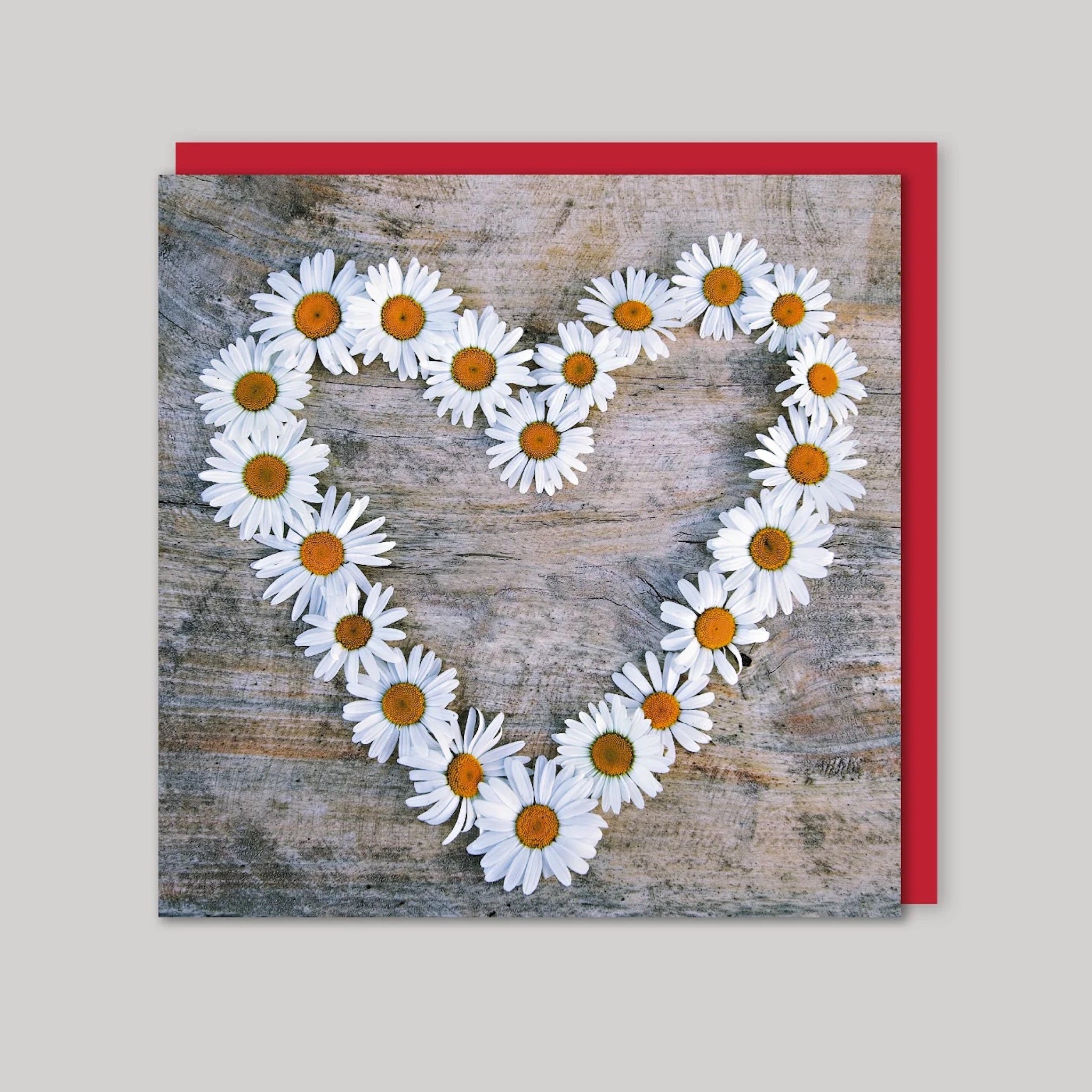 daisy