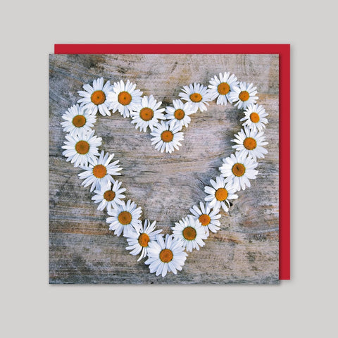 daisy