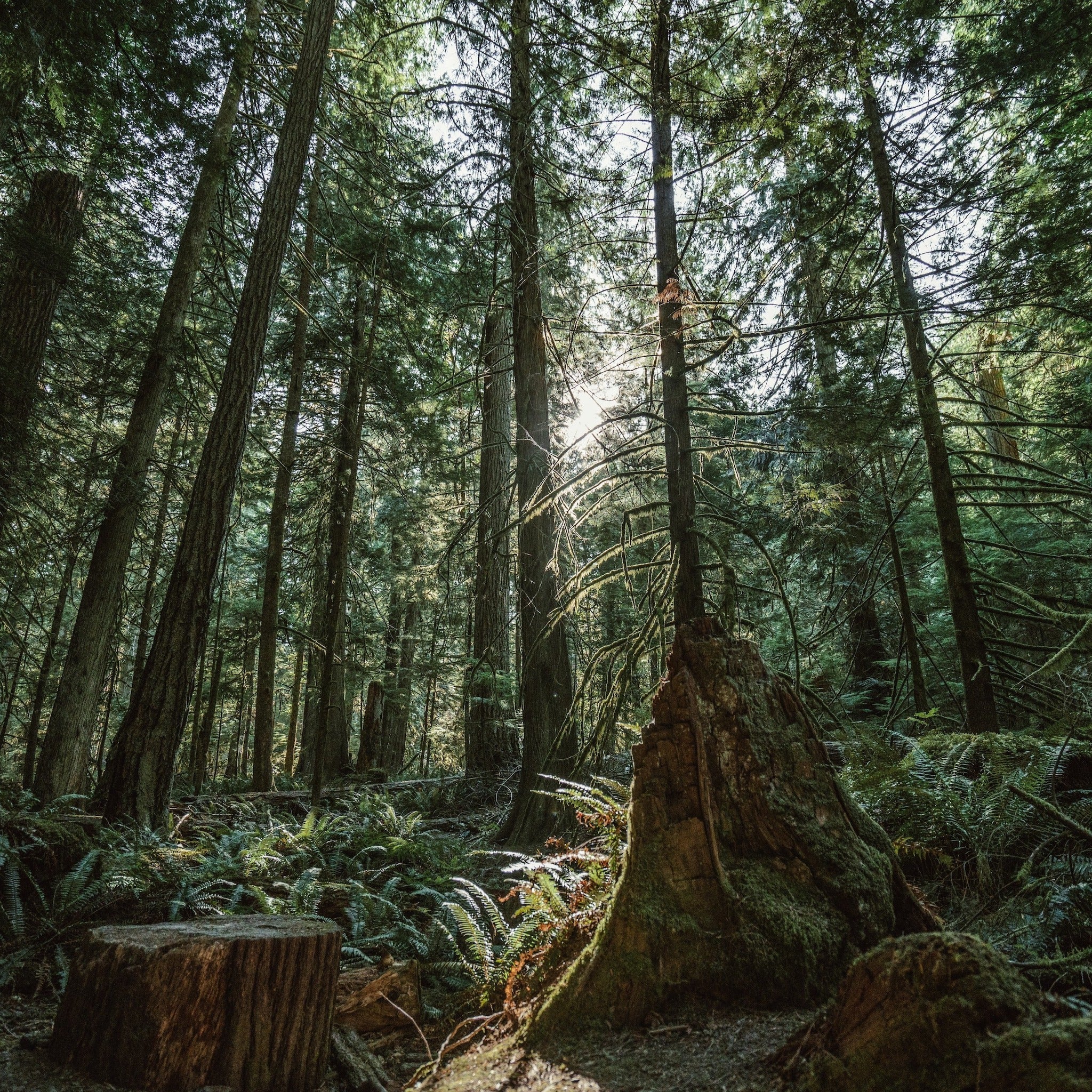 Evergreen forest