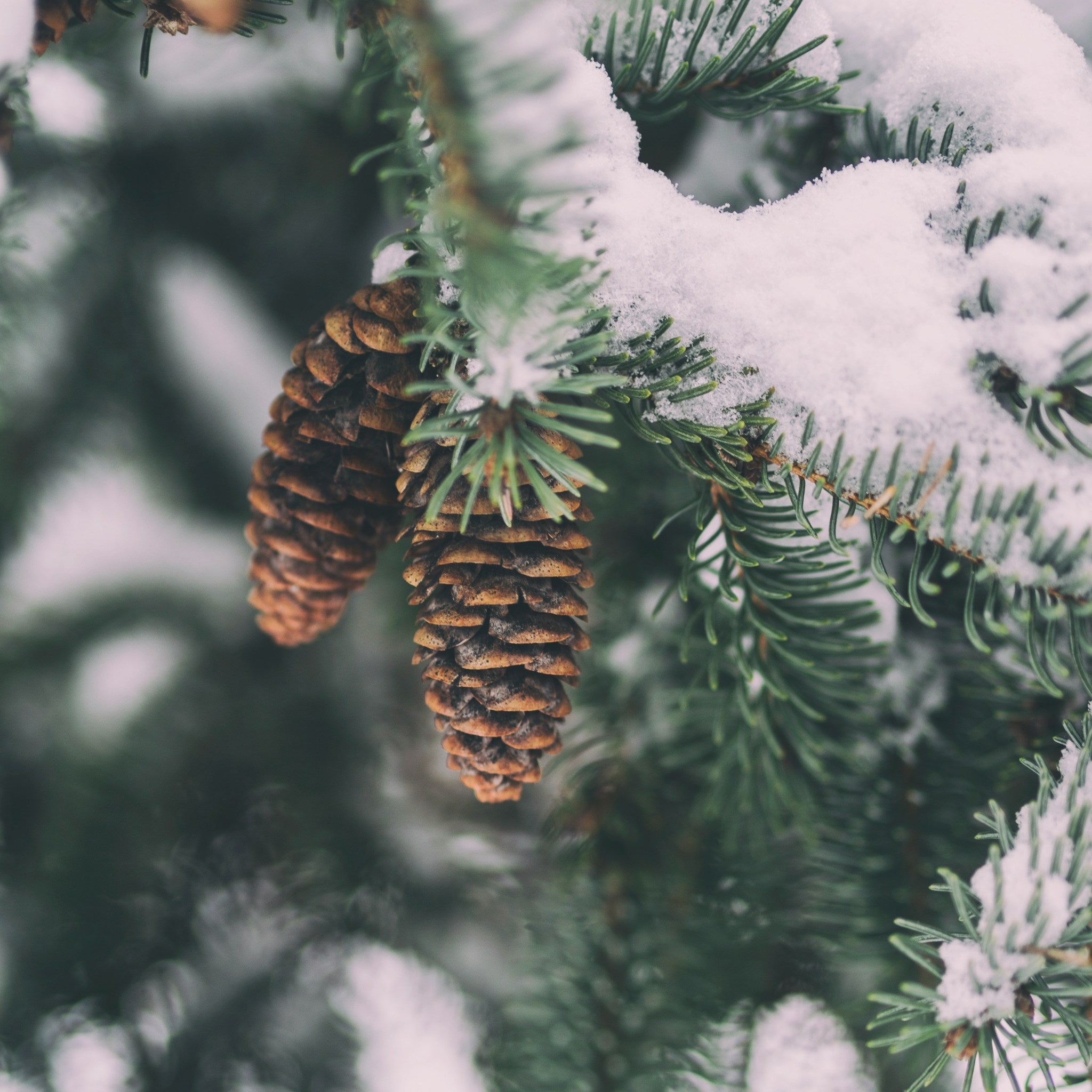 Winter warmth