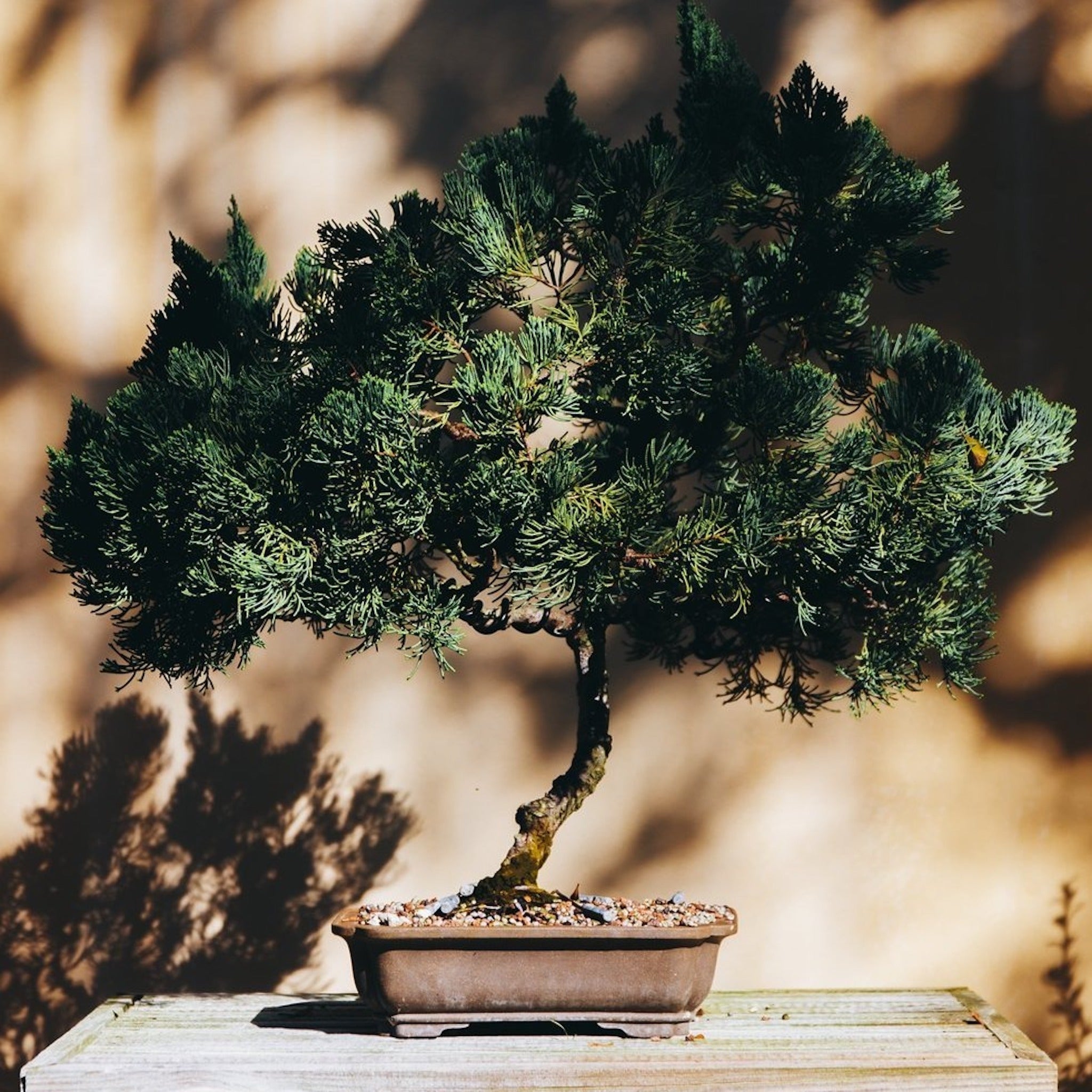 Bonsai Tree