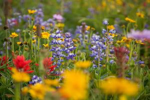 Alpine Flowers - Photographic Print