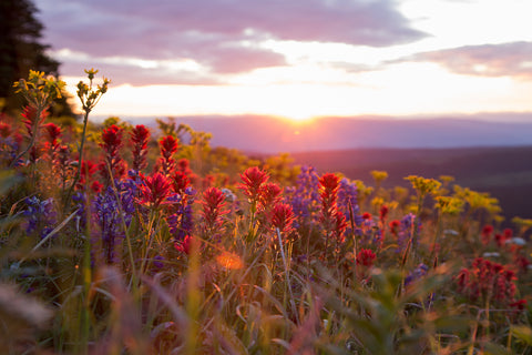 Dawn Flowers - Photographic Print