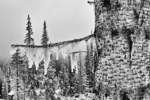 Frozen - Black & White Photographic Print