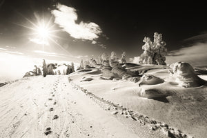 Juniper Tracks -Black & White Photographic Print