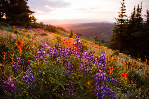 Sunrise Lupins Two - Photographic Print
