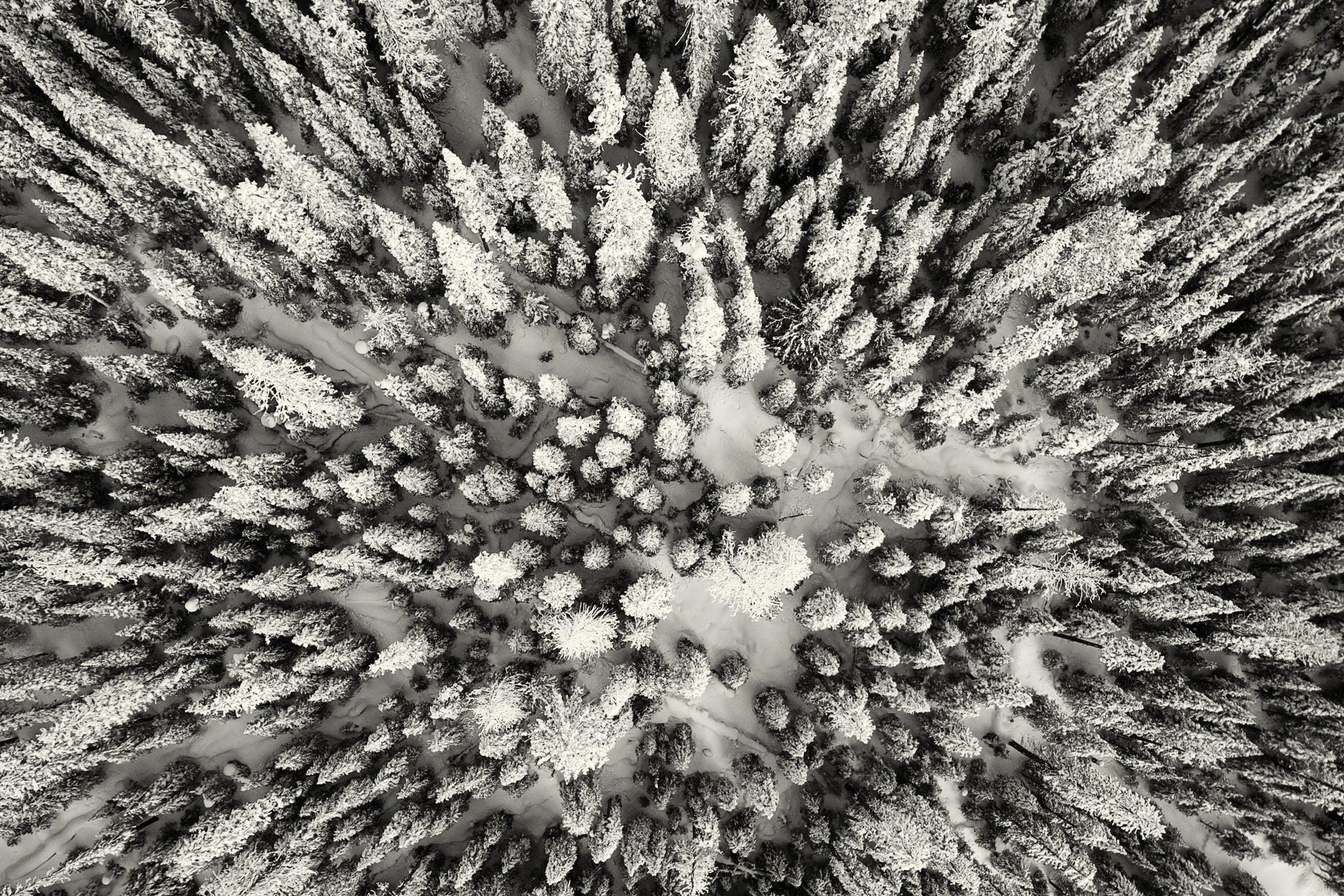As the Eagle Flies - Black & White  Photographic Print