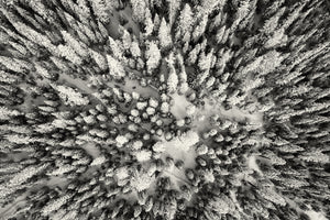As the Eagle Flies - Black & White  Photographic Print
