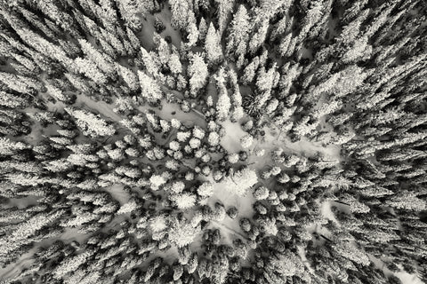 As the Eagle Flies - Black & White  Photographic Print
