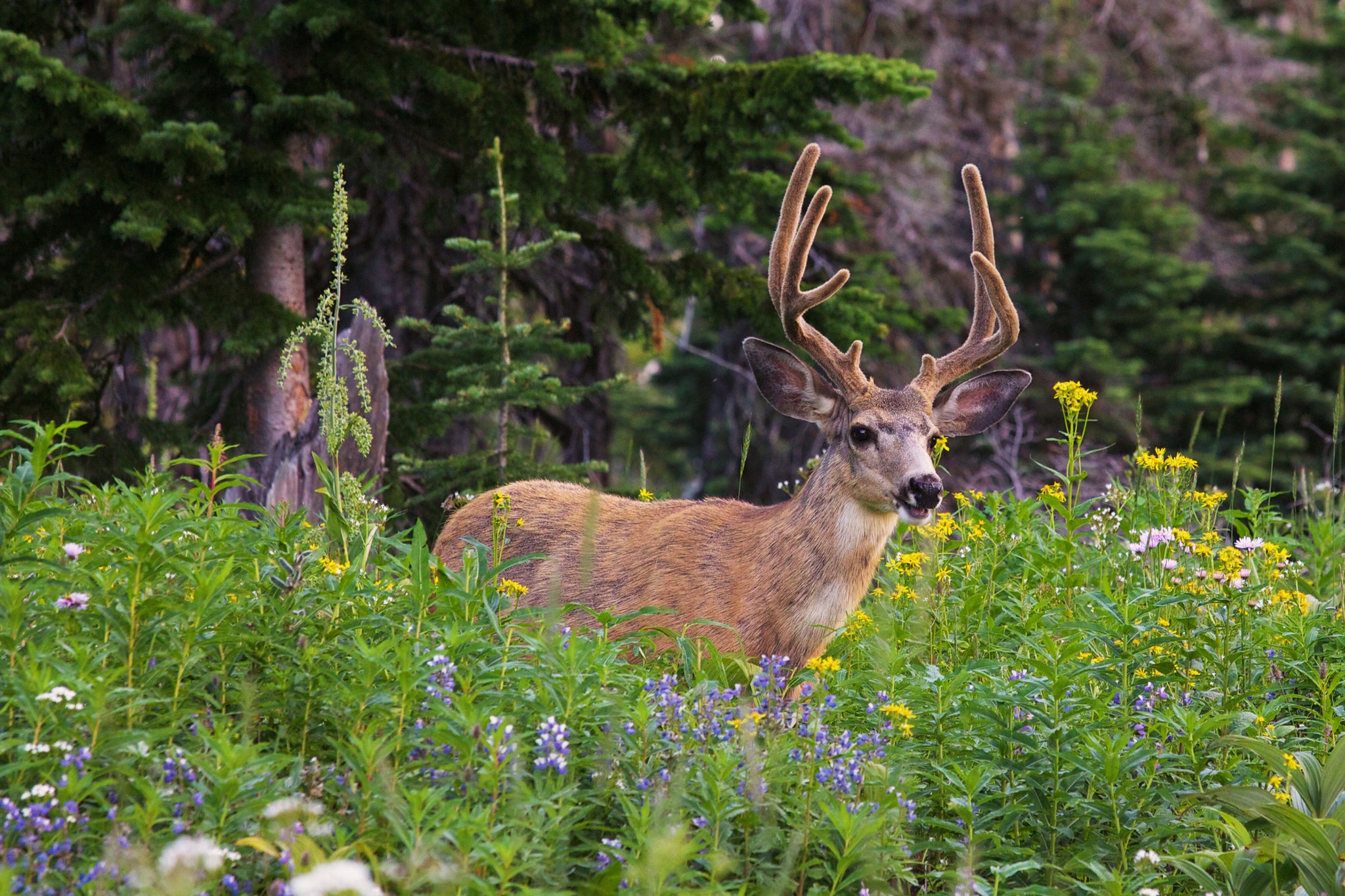 Happy Deer - Photographic Print