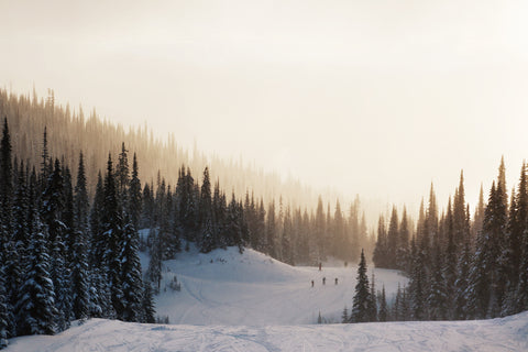 Dreamy Trees - Photographic Print