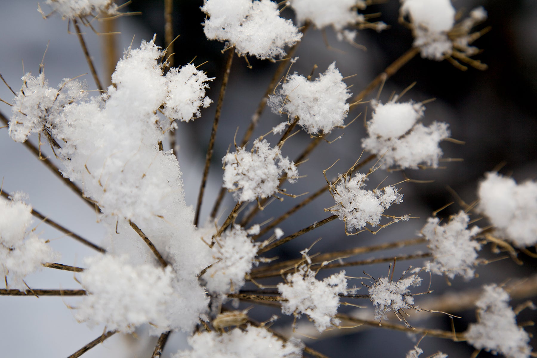 Buds of Snow One - Photographic Print