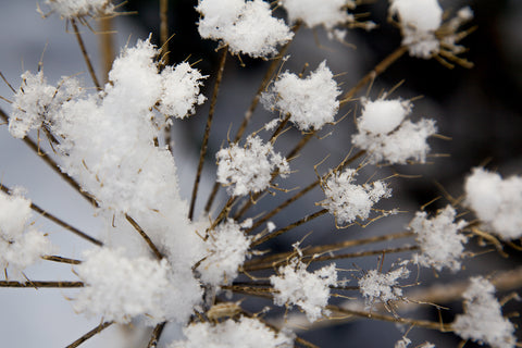 Buds of Snow One - Photographic Print
