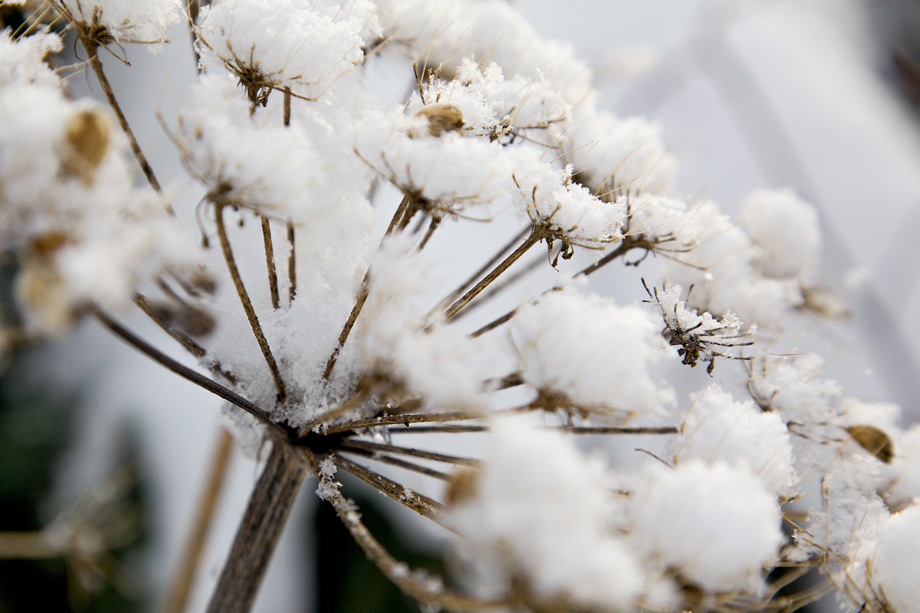 Buds of Snow Three - Photographic Print