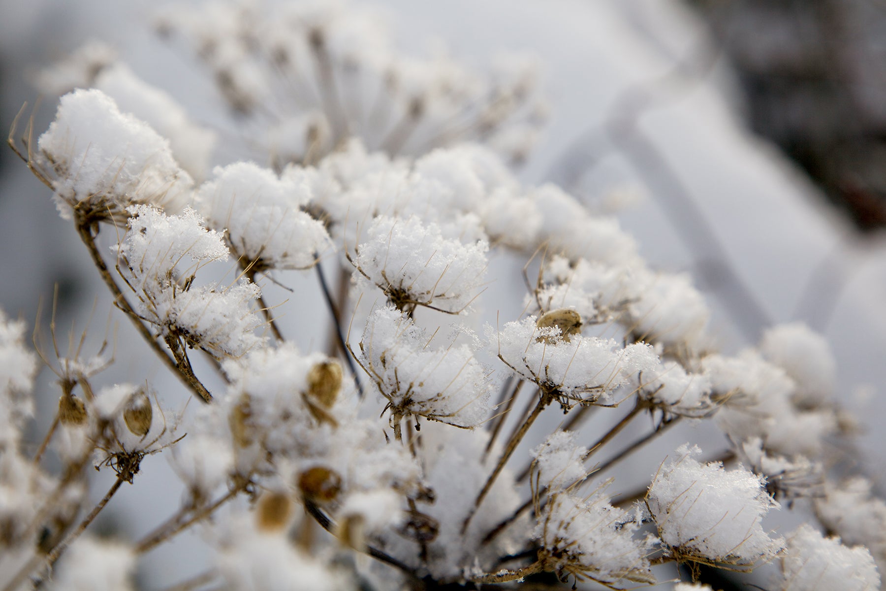 Buds of Snow Two - Photographic Print
