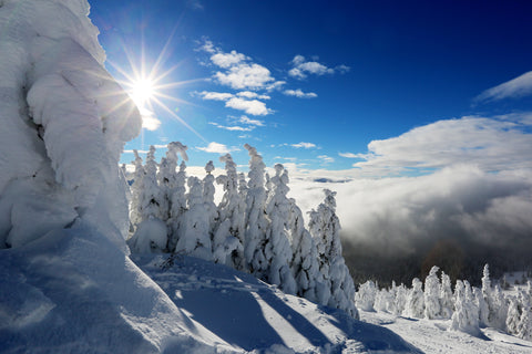 The Sunniest side Photographic Print