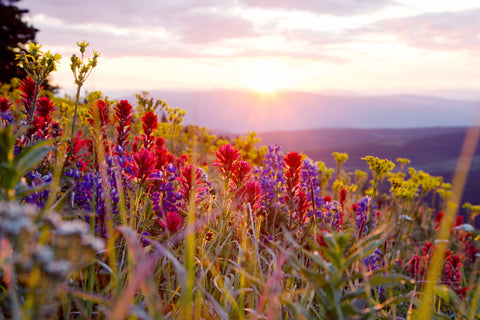 Dawn Light - Photographic Print