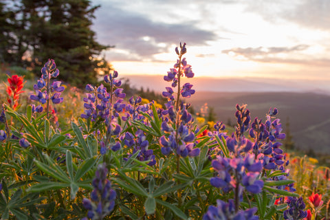 Alpine Lupins at Dawn - Photographic Print