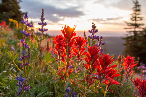 Alpine Paintbrush at Dawn - Photographic Print