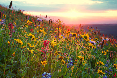 Top of The World Flowers - Photographic Print