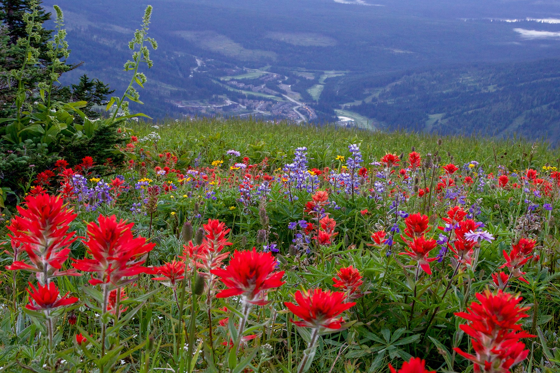 Village Flowers - Photographic Print