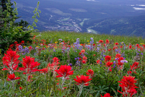 Village Flowers - Photographic Print