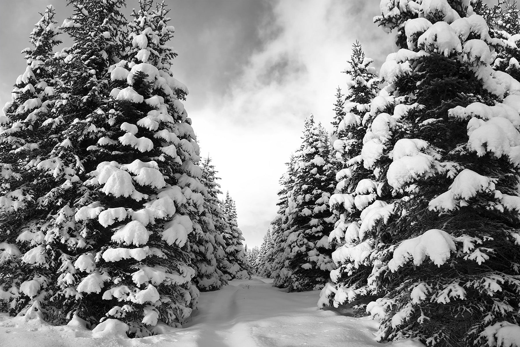 Walkway Through the Trees - Black & White Photographic Print
