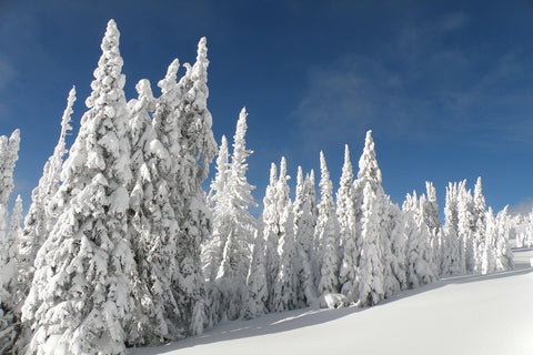West Alpine - Photographic Print