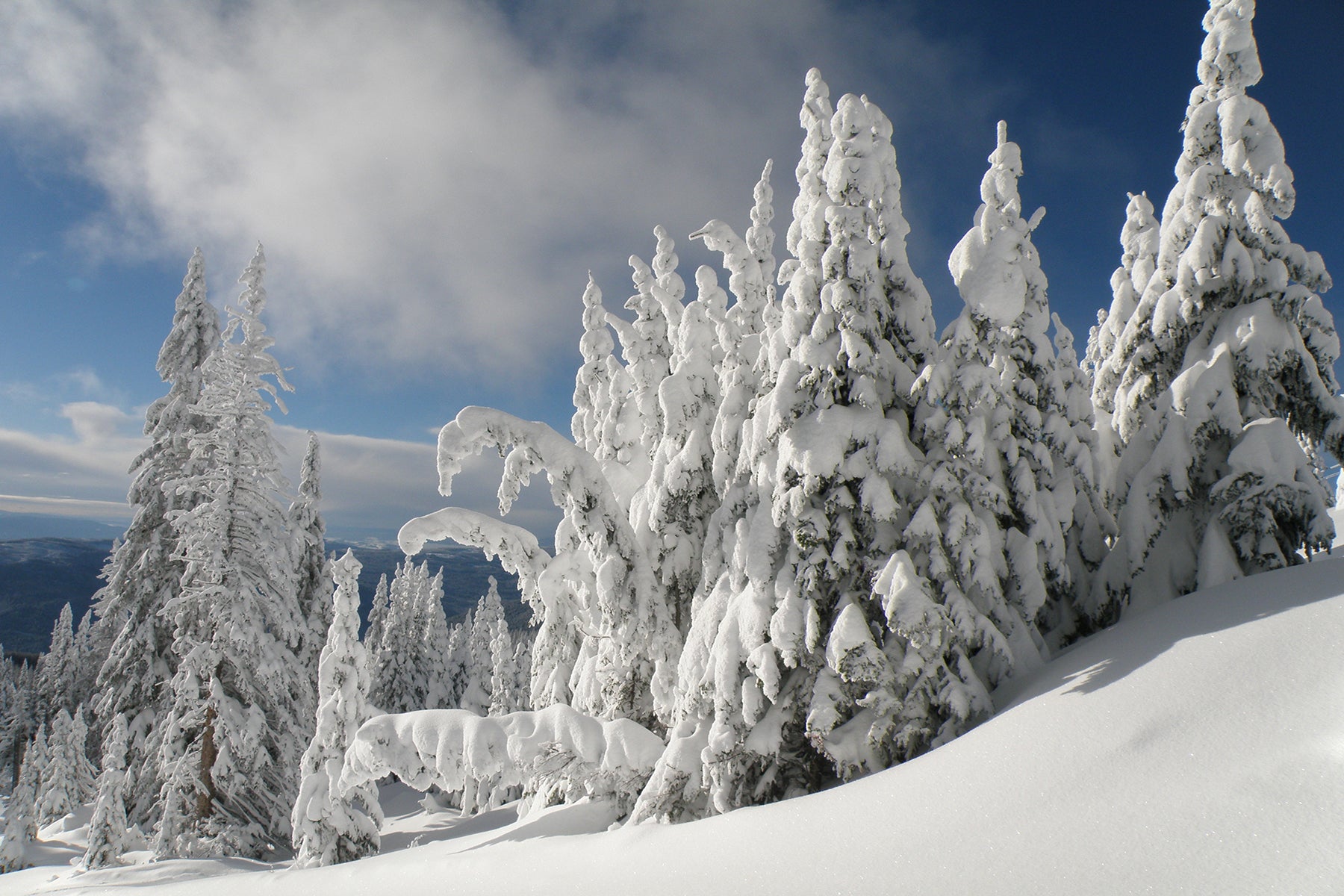 West Snowghosts - Photographic Print