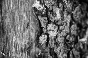 Wood Bark -Black & White Photographic Print