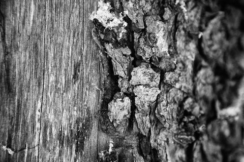 Wood Bark -Black & White Photographic Print